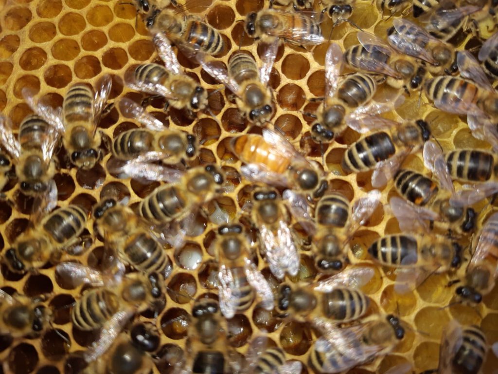 Bijen ontfermen over de honing