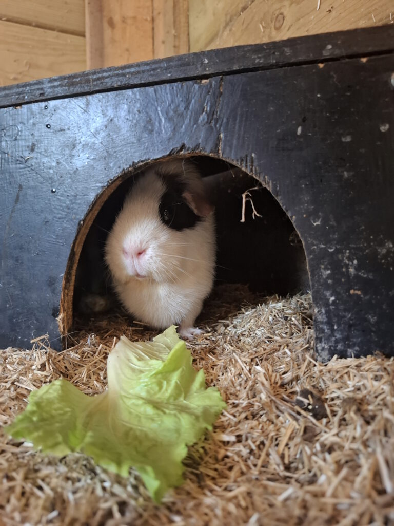 Caviatje kinderboerderij de heij rotterdam