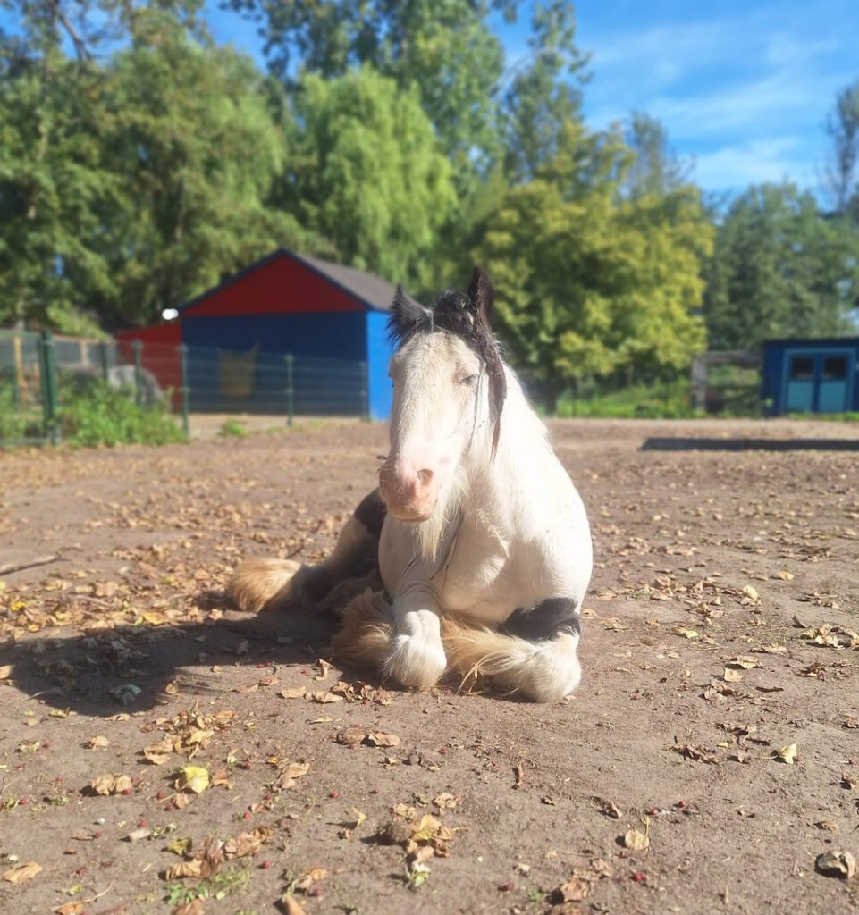 Frummel-Kinderboerderij de Heij Rotterdam