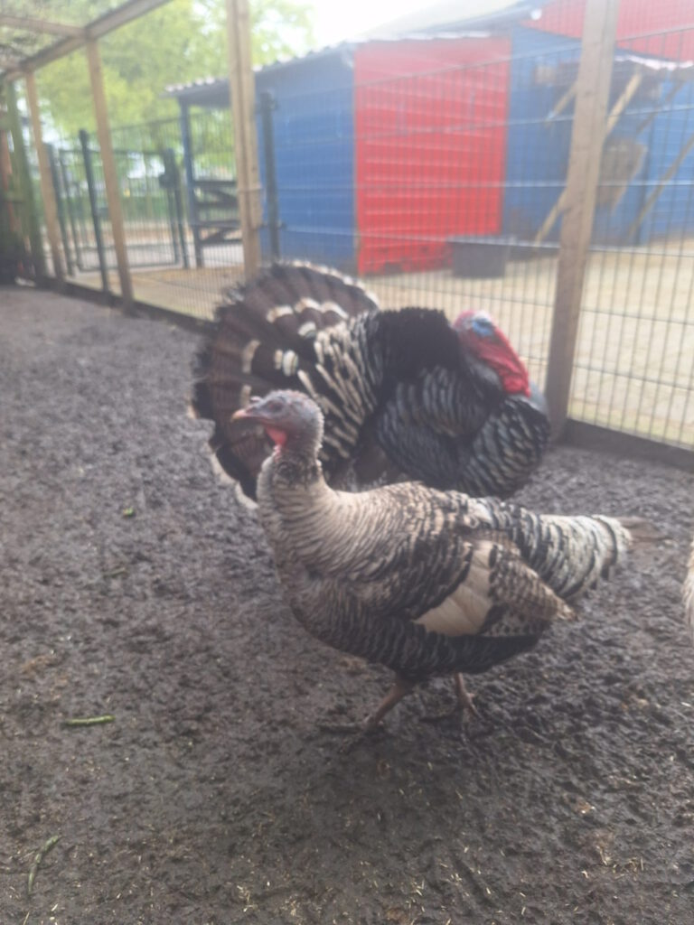 Kalkoenen kinderboerderij de heij rotterdam