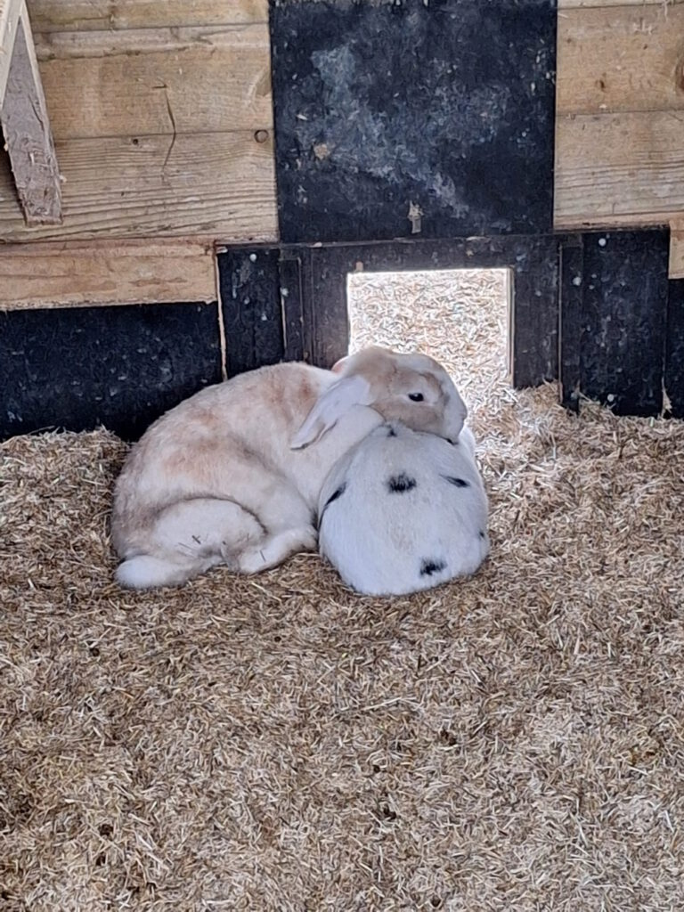 Konijn kinderboerderij de heij rotterdam