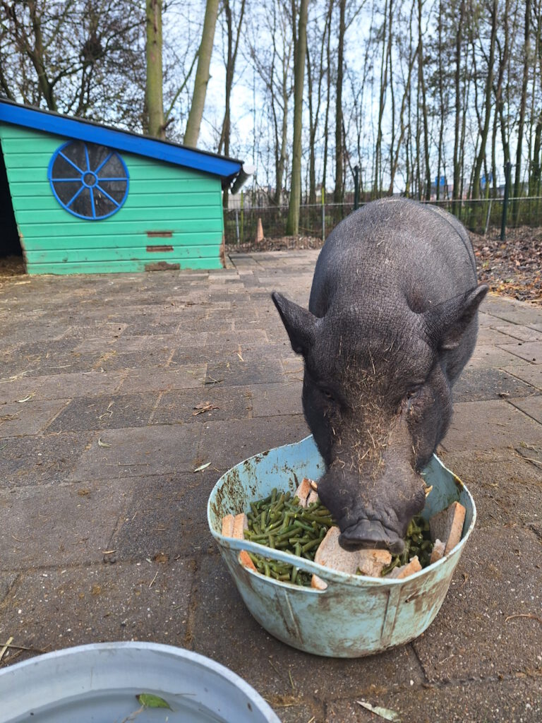 Lily- kinderboerderij de heij rotterdam