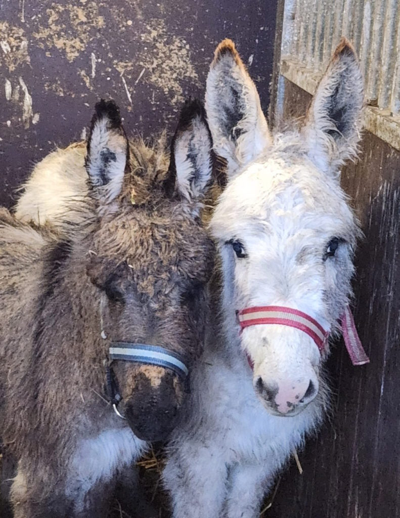 Teddy_en_Louis-Kinderboerderij de Heij Rotterdam