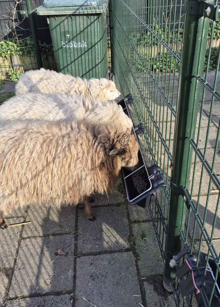 Schapen kinderboerderij de heij rotterdam