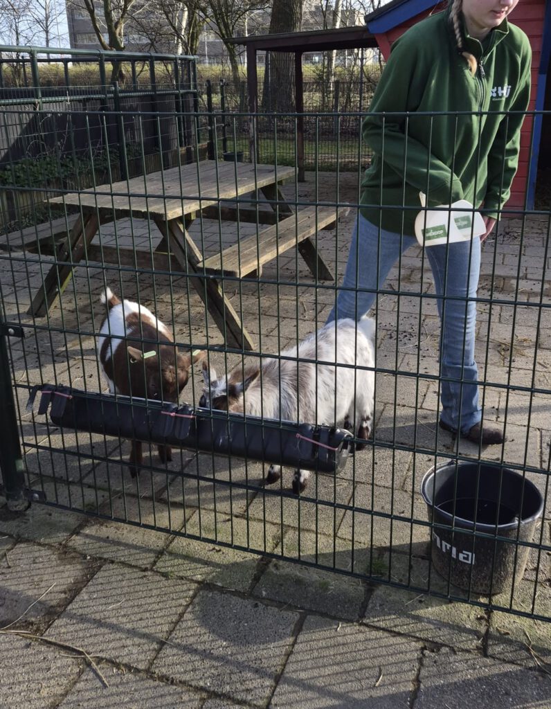 Geiten- kinderboerderij de heij rotterdam