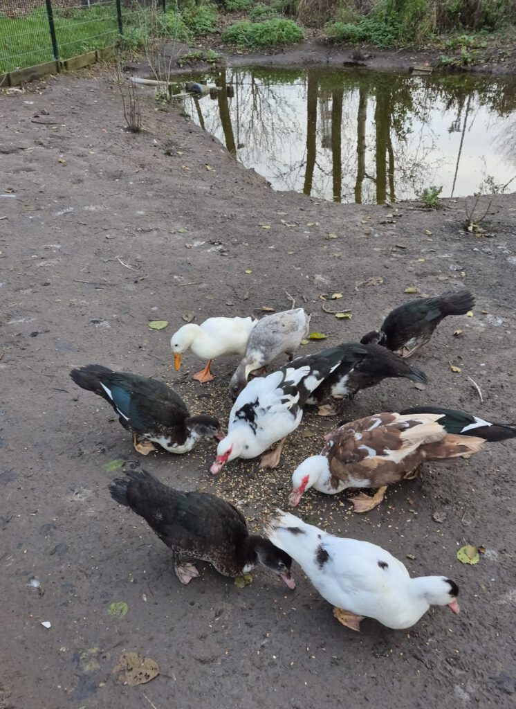 Eenden kinderboerderij de heij rotterdam