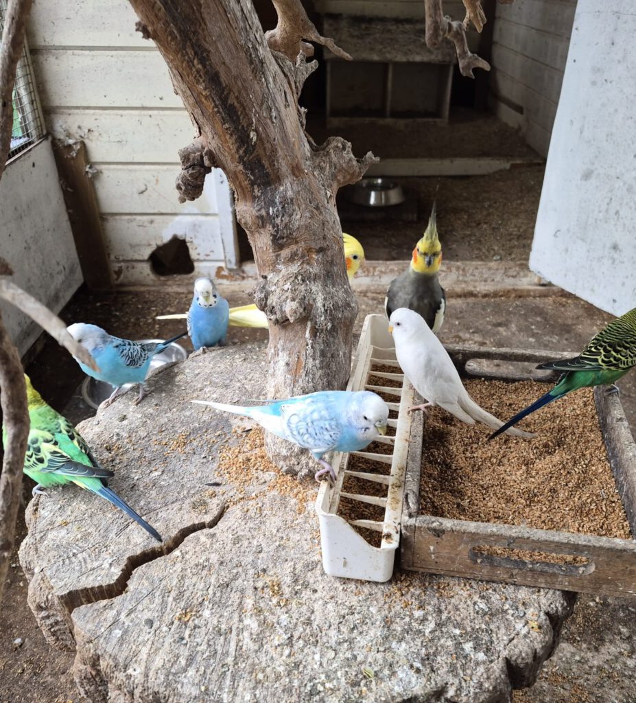 Vogels kinderboerderij de Heij Rotterdam