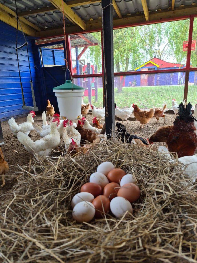 kippen kinderboerderij de heij rotterdam